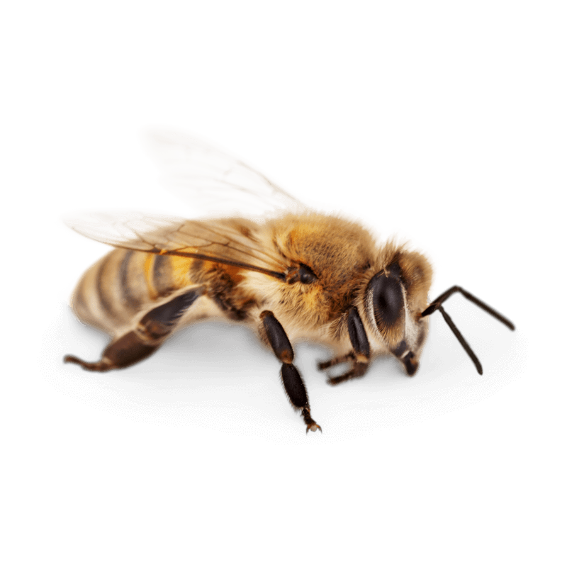 pest control service - Bees