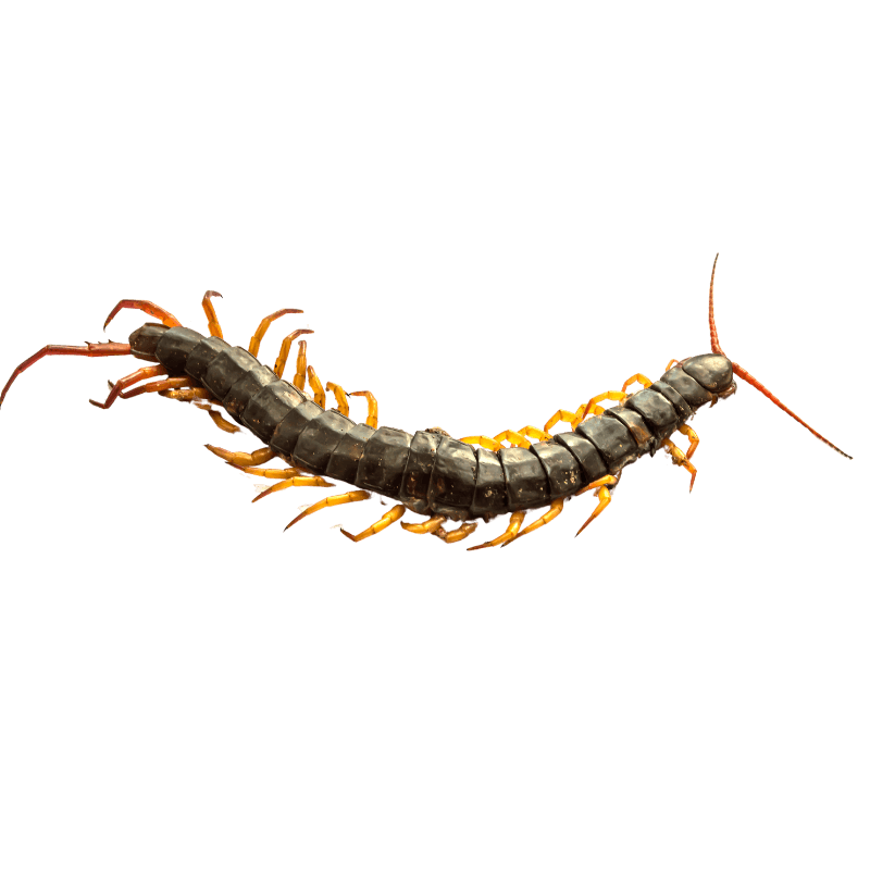 pest control service - Centipede