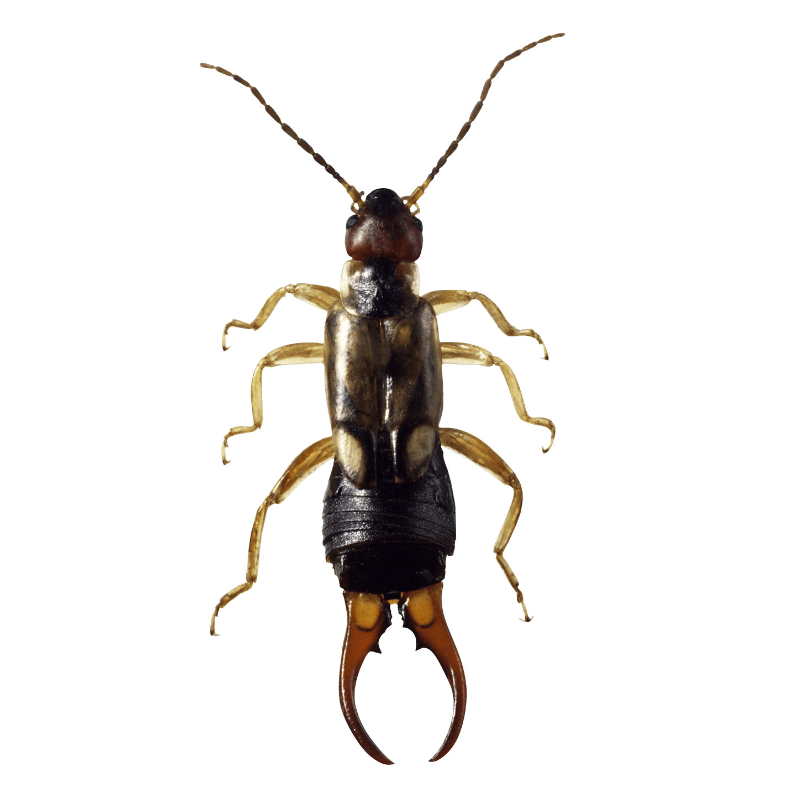 pest control service - Earwigs