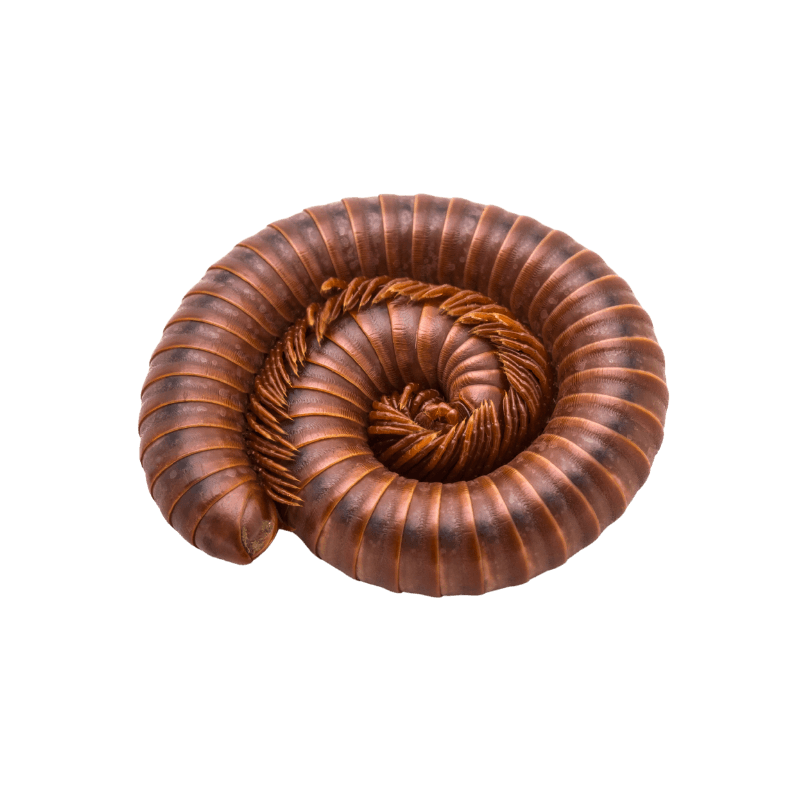 pest control service - MILLIPEDES