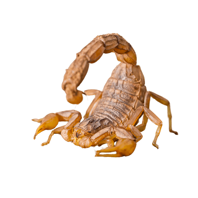pest control service - Scorpion