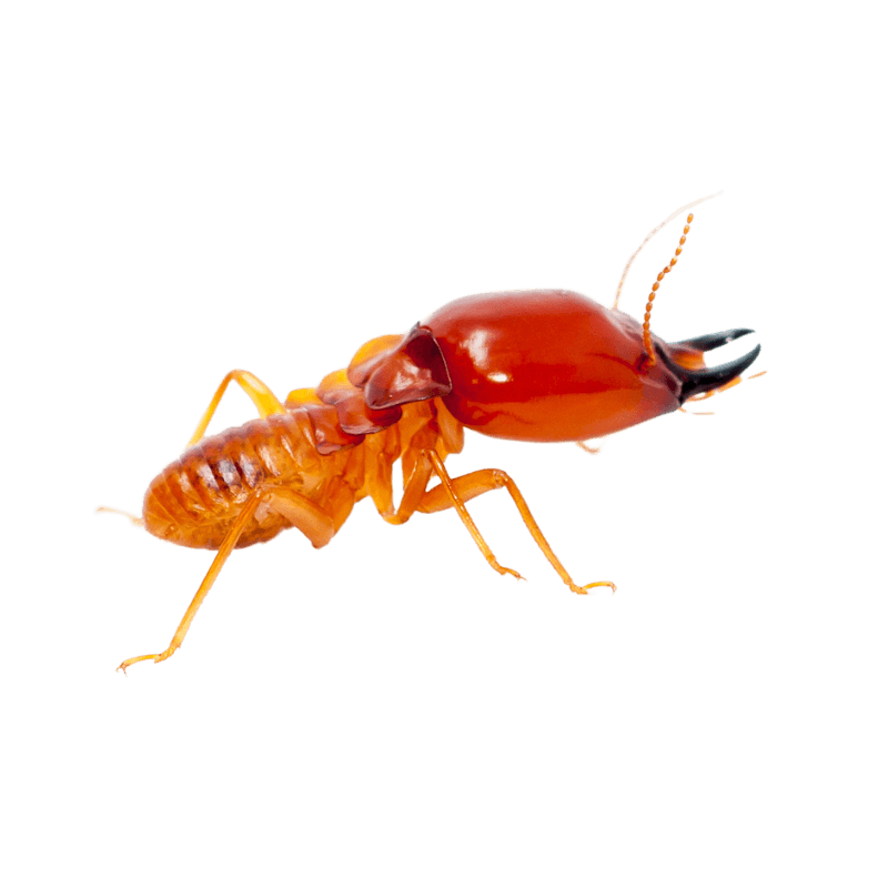 pest control service - Termites