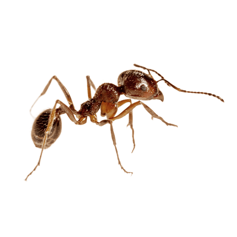 pest control service - ants