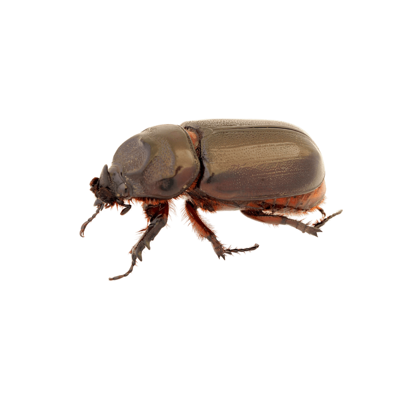 pest control service - beetles