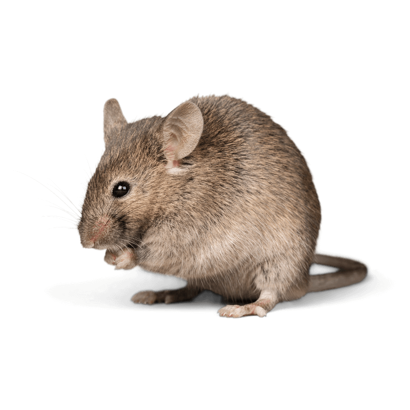 pest control service - rodents