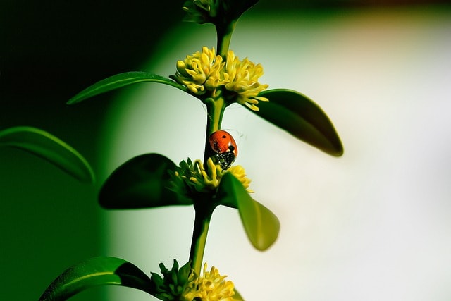 ladybug, insect, boxwood